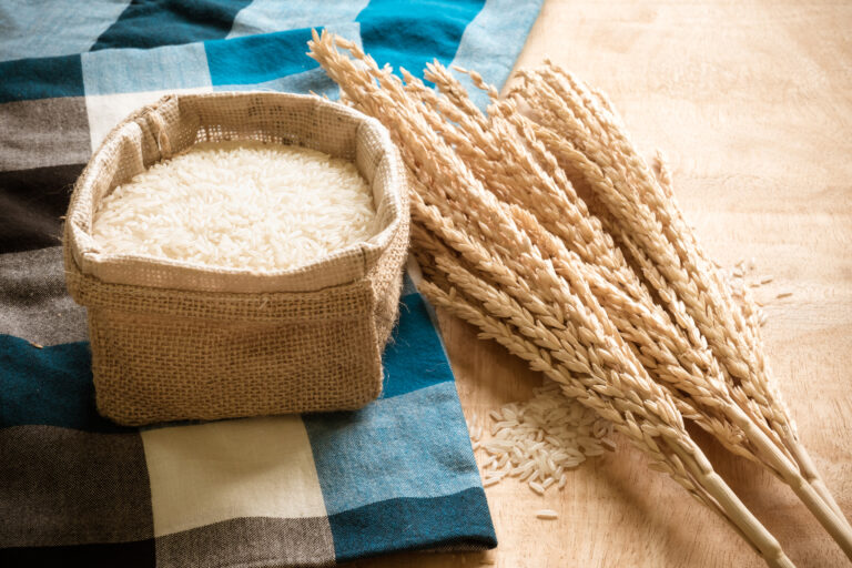 Raw rice grain and dry rice plant on wooden table background.